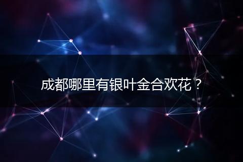 成都哪里有银叶金合欢花？