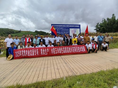 西双版纳傣族自治州2025年省级(粮食生产)水稻玉米绿色高质高效示范项目玉米新品种引进试验测产