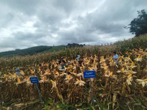西双版纳傣族自治州2025年省级(粮食生产)水稻玉米绿色高质高效示范项目玉米新品种引进试验测产