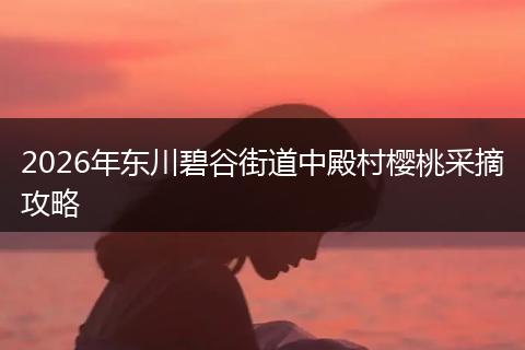 2026年东川碧谷街道中殿村樱桃采摘攻略